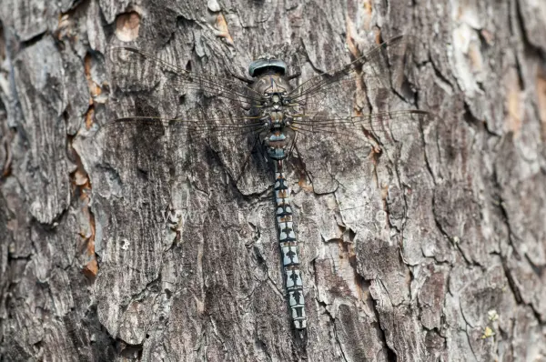 Fokus-Natur Bild