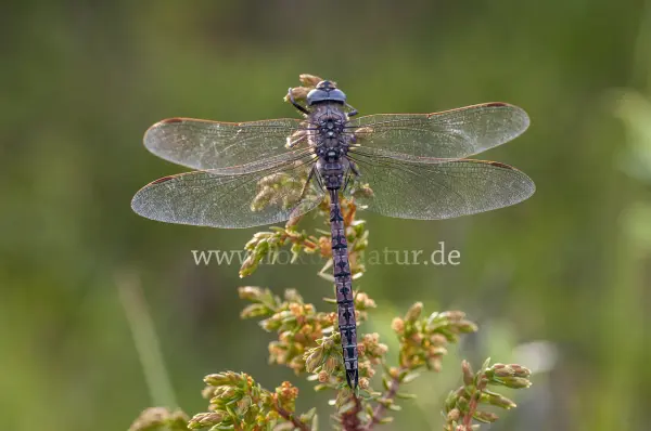 Fokus-Natur Bild
