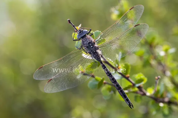 Fokus-Natur Bild