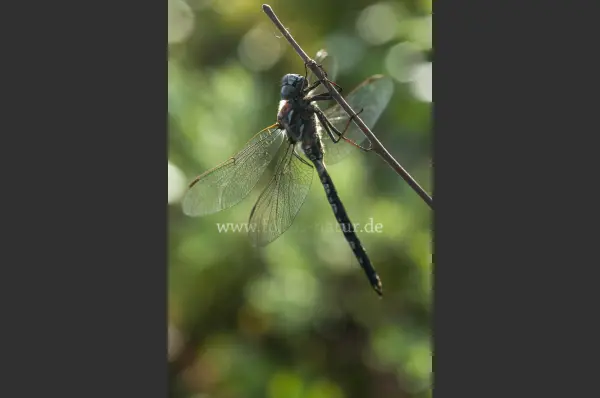 Fokus-Natur Bild