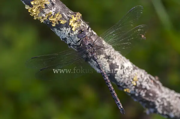 Fokus-Natur Bild