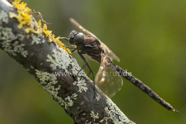 Fokus-Natur Bild