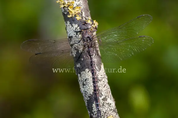 Fokus-Natur Bild