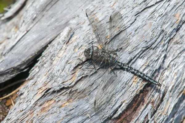 Fokus-Natur Bild