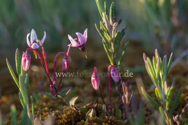 Fokus-Natur Bild