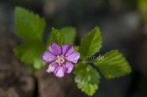 Fokus-Natur Bild