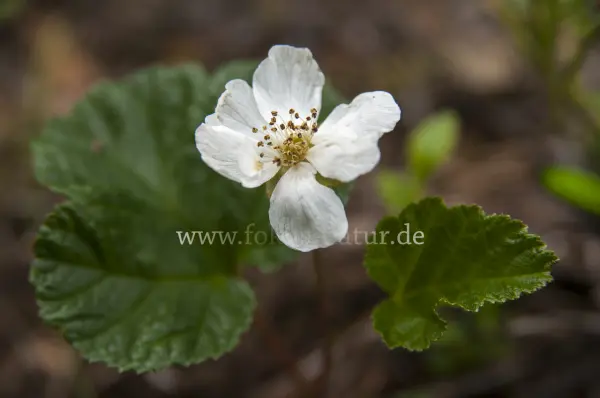 Fokus-Natur Bild
