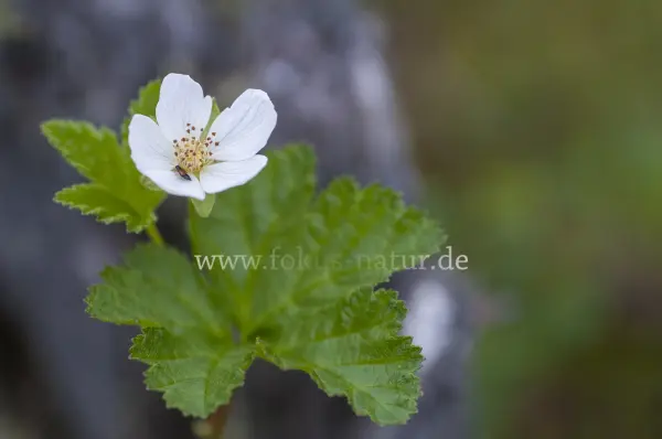 Fokus-Natur Bild