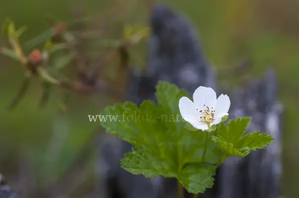 Fokus-Natur Bild