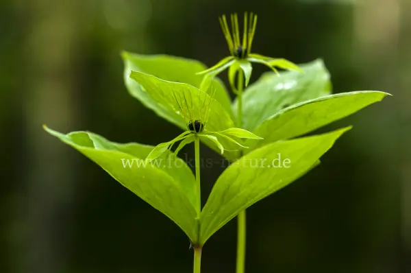 Fokus-Natur Bild