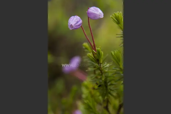Fokus-Natur Bild