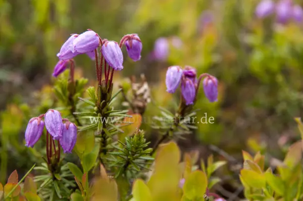 Fokus-Natur Bild