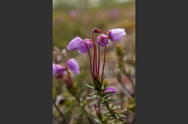 Fokus-Natur Bild