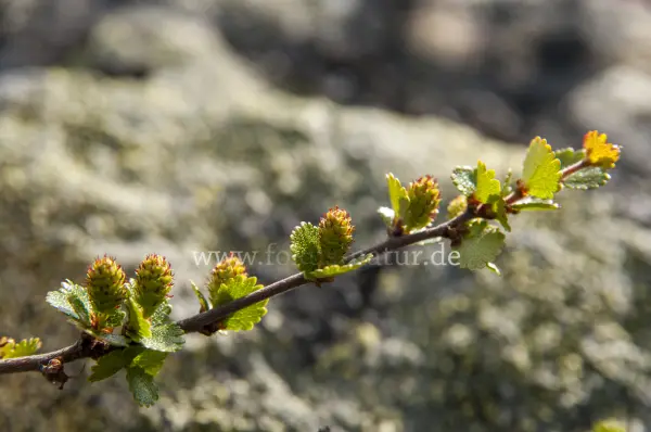 Fokus-Natur Bild