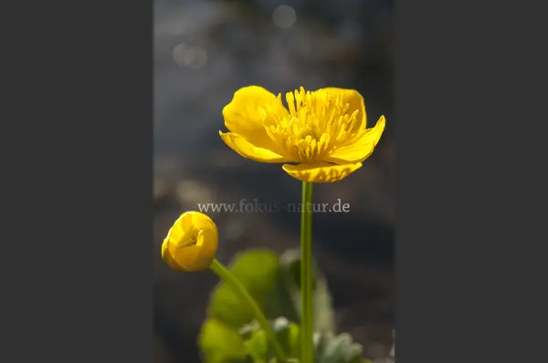 Fokus-Natur Bild