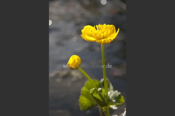 Fokus-Natur Bild