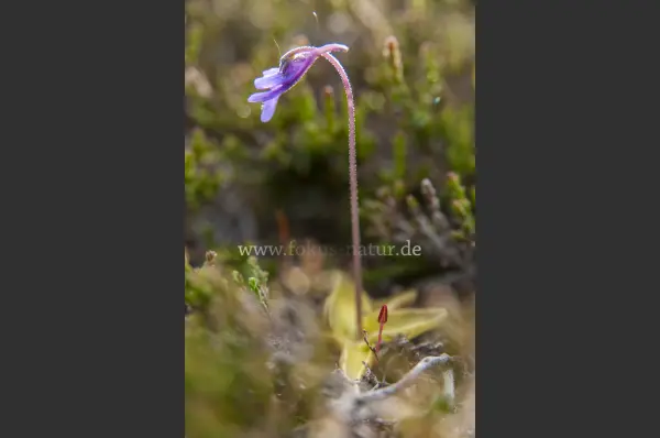 Fokus-Natur Bild