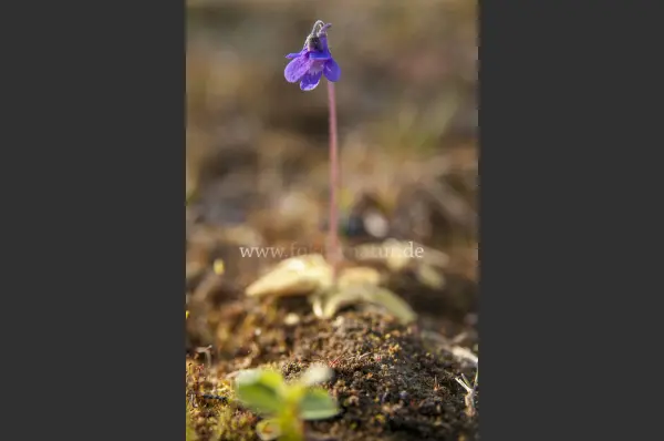 Fokus-Natur Bild
