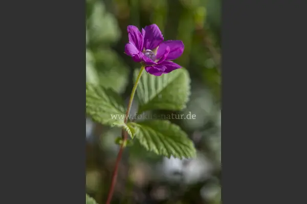 Fokus-Natur Bild