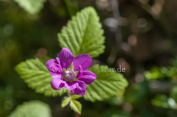Fokus-Natur Bild