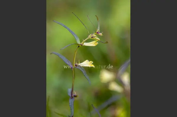 Fokus-Natur Bild