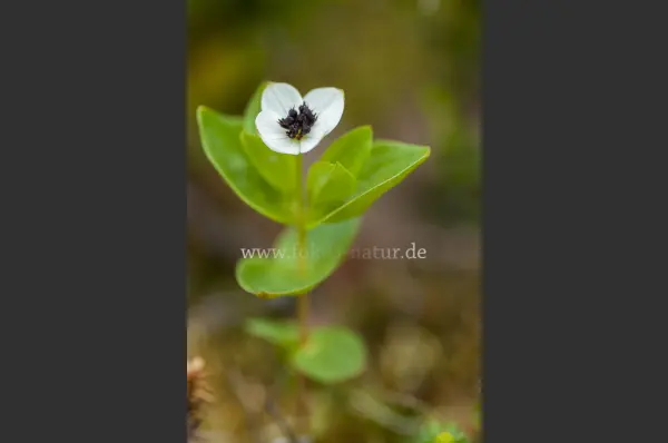 Fokus-Natur Bild