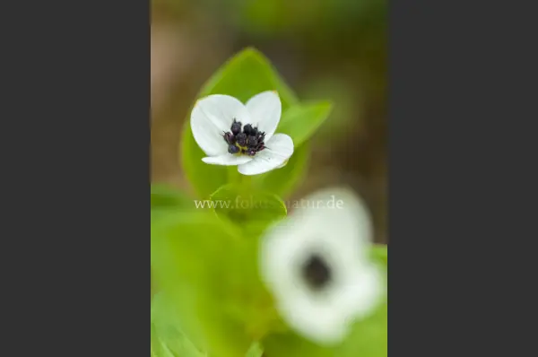 Fokus-Natur Bild