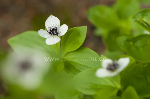 Fokus-Natur Bild