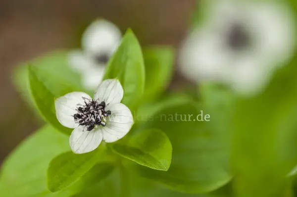 Fokus-Natur Bild