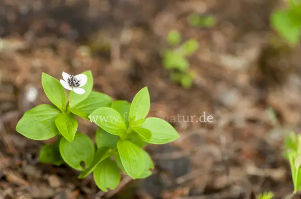 Fokus-Natur Bild