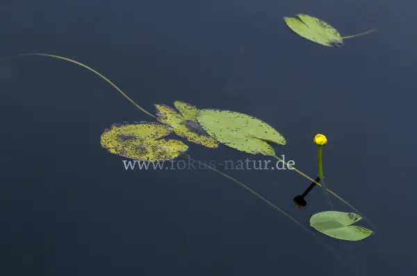 Fokus-Natur Bild