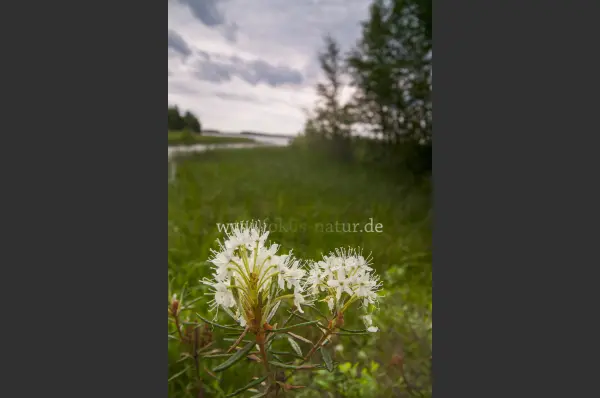 Fokus-Natur Bild
