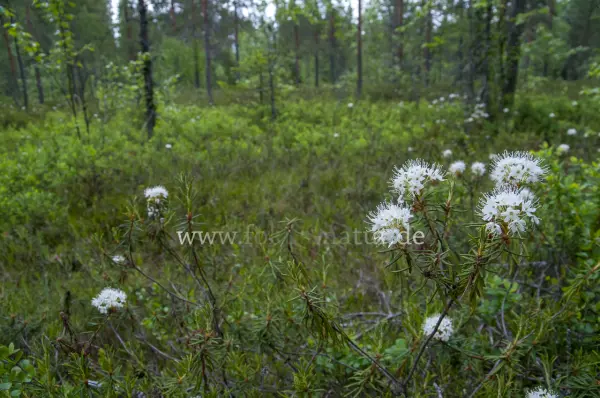Fokus-Natur Bild