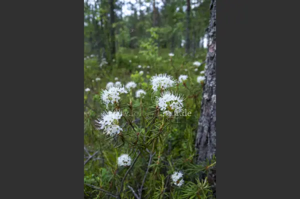 Fokus-Natur Bild