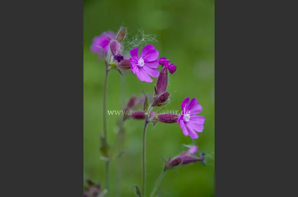 Fokus-Natur Bild