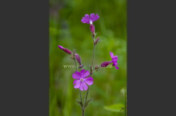 Fokus-Natur Bild