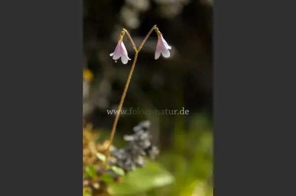 Fokus-Natur Bild