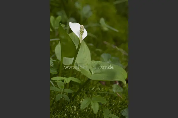 Fokus-Natur Bild
