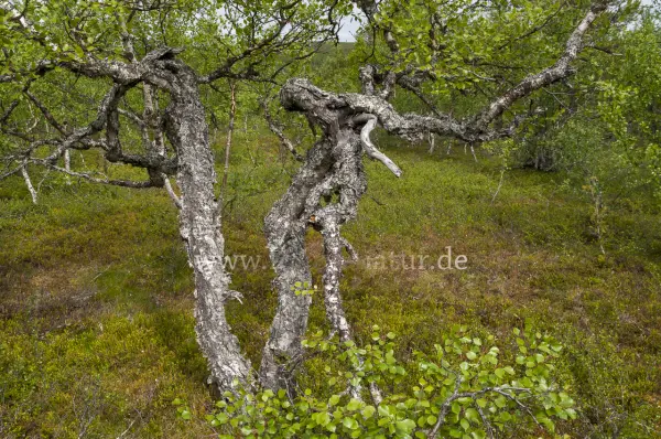 Fokus-Natur Bild