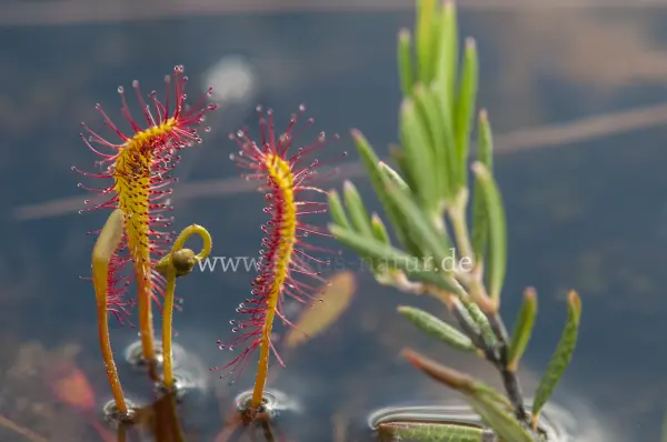 Fokus-Natur Bild