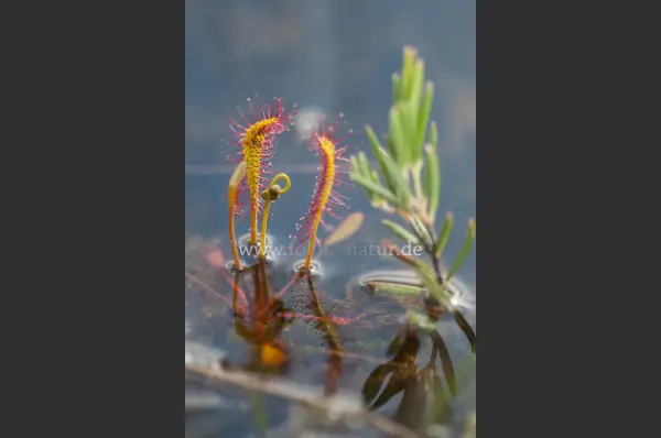 Fokus-Natur Bild