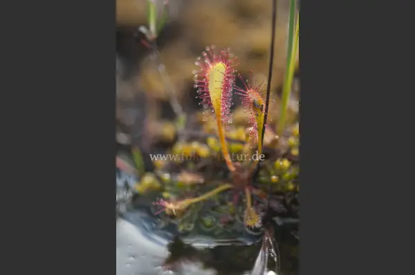 Fokus-Natur Bild