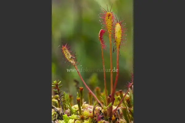 Fokus-Natur Bild