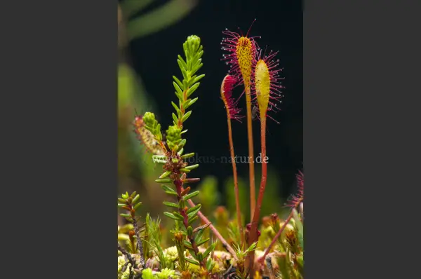 Fokus-Natur Bild