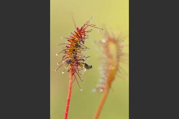Fokus-Natur Bild