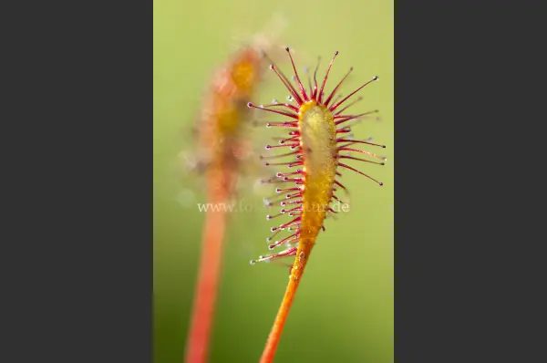 Fokus-Natur Bild