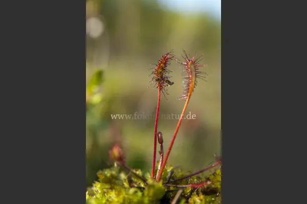 Fokus-Natur Bild