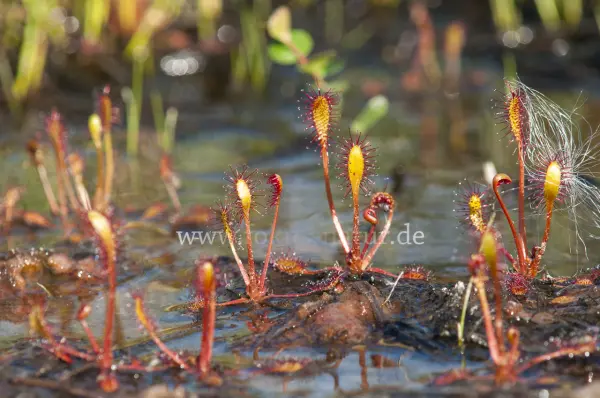 Fokus-Natur Bild