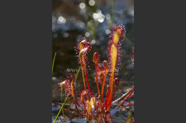 Fokus-Natur Bild