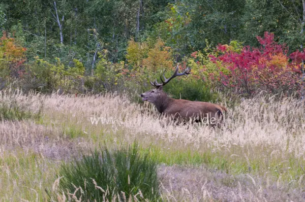 Fokus-Natur Bild